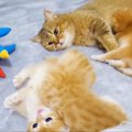 『子猫同士の喧嘩』を母猫が仲裁→『仲直りした子猫』が…尊すぎる光景…