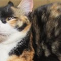 全身が麻痺、動けない状態で『保護された三毛猫』…献身的なケアで起きた『…