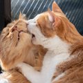 『猫のケンカ』が始まる原因4選　一緒に遊んでいたはずが…グルーミン…