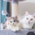 猫の『被毛の種類』はいくつあるの？5つのタイプ別の特徴やお手入れのコツ…