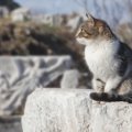 歴史の陰にニャンコあり？！ 勇敢な猫たちの物語