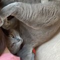 体調不良で寝ていると、猫が近くにやって来て…まさかの『クセが強すぎる看…