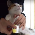 猫ちゃんのノミ撲滅運動！掃除は徹底的に！