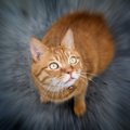 『地震が来る前』に見られる猫の行動4選　猫には異変を察知する力があ…