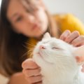 猫が絶対に触られたくない『体の部位』4選　嫌がる理由や正しいスキンシッ…