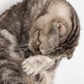 猫が『孤独』を感じているときに表れる変化5つ