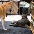 猫に同居犬が『ちょっかい』をだした結果…容赦ない"猫パンチ"を…