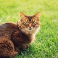 【獣医師監修】ソマリってどんな猫？特徴や性格から飼う前の注意点・価格…