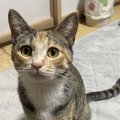 猫の『賢さ』に感動してしまうシーン3選！見逃したくない瞬間とは？