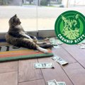 オフィス猫の周囲にはいつもお金が散乱している？！その理由は…