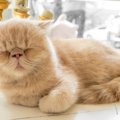 猫を飼って人生が変わった６つのこと