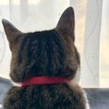 窓の外を眺める猫を撮影していたら、やきもちを焼いた同居猫が…可愛すぎる…
