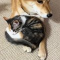 柴犬のことが大好きな保護子猫→腕の上で休ませてもらうと…心温まる『…