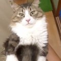 パパに抱き上げられた元野良猫→ゆっくり左右に揺らされると…「でかい赤ち…