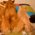 猫と犬に『けつドライヤー終わったよ』と言ったら…まさかすぎる反応が…