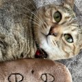 猫が『ぬいぐるみ』を溺愛し始めたときの理由5つ