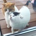 毎日庭に通う『どこでも一緒の兄妹猫』を保護した結果…家で見せた姿に…