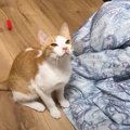 突然『子猫から信じられないほどの激臭』→原因を調べた結果……『衝撃の事実…