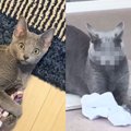 『猫の驚いた表情』を過去と比較した結果…衝撃の『ビフォー・アフター…