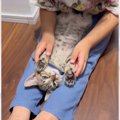 少女が『子猫のことを撫でた』結果…嘘のような『数秒後の様子』に驚き…