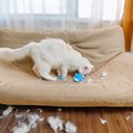 猫の呼びかけを『無視し続ける』ことの弊害4選　起こり得るトラブルも…