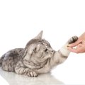 猫に「お手」を教えるために大切な３つのポイント