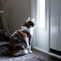 猫が玄関で出迎えてくれる5つの理由