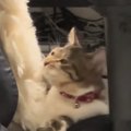 ご飯大好きな猫ちゃん→飼い主さんが『ご』とだけ言ってみると…かわいすぎ…