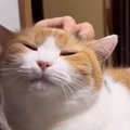 抱っこが大好きな三毛猫→自分から飼い主の膝の上に乗って…あまりにも『尊…