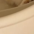 お風呂場から『猫の鳴き声』→バスタブの中を見たら…可愛すぎるアピールが2…