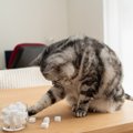 愛猫のあざとかわいい『憎めない行動』4選　困ってもつい許してしまい…