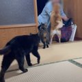 大好きなおばあちゃんがお泊りに来たら、猫と犬が……「いい人なのが伝…