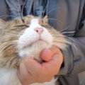 元野良猫ちゃんがついに…！猫ちゃんとお庭でまったりデート♡