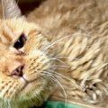 14歳で保護施設に引き渡された老猫…安楽死寸前に訪れた幸せなセカンド…