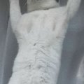 ふと網戸を見たら、上のほうで『猫』が……『まさかの光景』に爆笑の声「勝…
