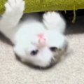 子猫が『ソファを使った遊び』にハマった結果…ずっと見ていたくなる『…