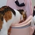 お姉ちゃんが学校に行くと思った猫→カバンに近づいて…健気な『ルーテ…