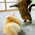 妹に『プロレス』を挑んた兄猫→調子に乗った結果…まさかの『とんでも…