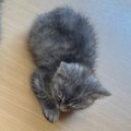 大きな猫ちゃんのとなりに『パヤパヤ子猫』が座った結果…かわいすぎる『対…