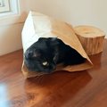 ハンバーガーを食べているパパ→猫が紙袋に入り…パパを驚かせたくて見せた…