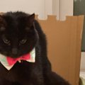 「世界救いそう」トイレ中の猫の姿勢を見てみると…ヒーローの登場シー…