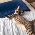 添い寝していた猫→飼い主さんが『離れようと』すると…まさかの『可愛すぎ…