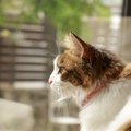 猫は自分の住む家をどのように理解しているの？