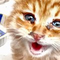 『海沿いの危険な場所で鳴いていた子猫』を保護した結果…涙が止まらない『…