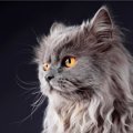 猫の遺伝病『多発性嚢胞腎』とは？症状やよく見られる猫種、治療法な…