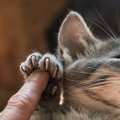 知らないとびっくりする猫の「体の落とし物」3選　なかには病気が原因…