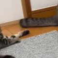 子猫にしっぽを触られて戸惑っていた先住猫→少しずつ態度が変化して……