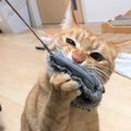 いちばん最後まで捕まらなかった野良子猫が新しい家族に！