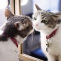 猫には『首輪』をしたほうがいい3つの理由　ベストな選び方も紹介