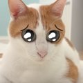 猫に加工アプリを使用して遊んでみたら…まさかの『変化』に吹きだす人…